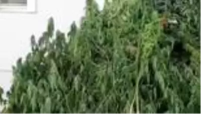 Son dakika haberleri... Jandarmadan büyük operasyon: 3 bin 210 kök hint keneviri ele geçirildi Son dakika haberleri... Jandarmadan büyük operasyon: 3 bin 210 kök hint keneviri ele geçirildi
