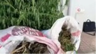 Son dakika haberleri... Jandarmadan büyük operasyon: 3 bin 210 kök hint keneviri ele geçirildi Son dakika haberleri... Jandarmadan büyük operasyon: 3 bin 210 kök hint keneviri ele geçirildi