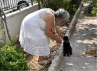 Kasaptan sokak hayvanları için örnek uygulama Kasaptan sokak hayvanları için örnek uygulama