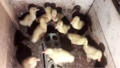 Ordu'da Pekin ördeğinin ilk civcivleri çıktı Ordu'da Pekin ördeğinin ilk civcivleri çıktı