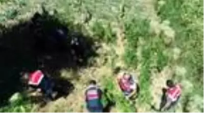 Son dakika haberi... Ormanlık alanda binlerce kök Hint keneviri ele geçirildi Son dakika haberi... Ormanlık alanda binlerce kök Hint keneviri ele geçirildi