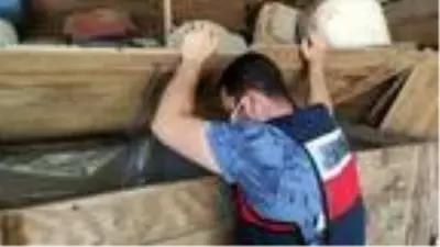 Son dakika haberi... Ormanlık alanda binlerce kök Hint keneviri ele geçirildi Son dakika haberi... Ormanlık alanda binlerce kök Hint keneviri ele geçirildi