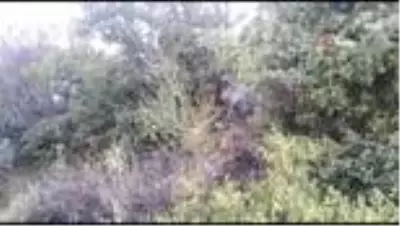 Son dakika haberi! Piknikçilerin uğrak yeri olan Esenpınar Göleti'nin çevresinde yangın çıktı Son dakika haberi! Piknikçilerin uğrak yeri olan Esenpınar Göleti'nin çevresinde yangın çıktı
