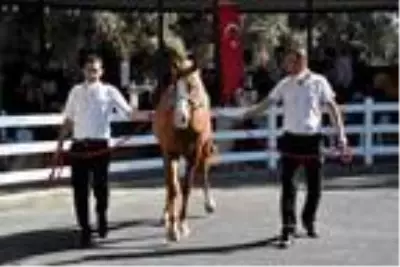 Safkan Arap tayları 3 milyon liraya satıldı Safkan Arap tayları 3 milyon liraya satıldı