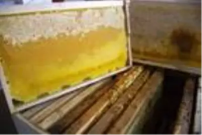 Silivri Belediyesi 450 kilo doğal bal üretti Silivri Belediyesi 450 kilo doğal bal üretti