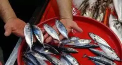 Tezgahlar çingene palamudu ile şenlendi Tezgahlar çingene palamudu ile şenlendi