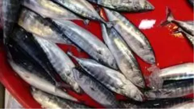 Tezgahlar çingene palamudu ile şenlendi Tezgahlar çingene palamudu ile şenlendi