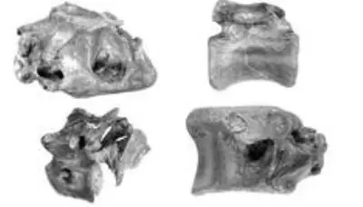 İngiltere'de T-Rex'in kuzeni yeni bir dinozor türü keşfedildi İngiltere'de T-Rex'in kuzeni yeni bir dinozor türü keşfedildi