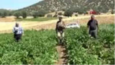 AFYONKARAHİSAR Asırlık ata tohumu ile patlıcan üretiyorlar