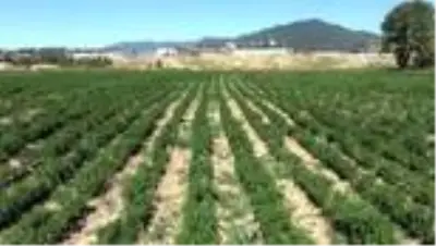 Atıl alanı 3 bin 600 kamyon toprak taşıyarak tarım arazisine dönüştürdü Atıl alanı 3 bin 600 kamyon toprak taşıyarak tarım arazisine dönüştürdü