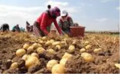 Çorum'da patates hasadı başladı Çorum'da patates hasadı başladı