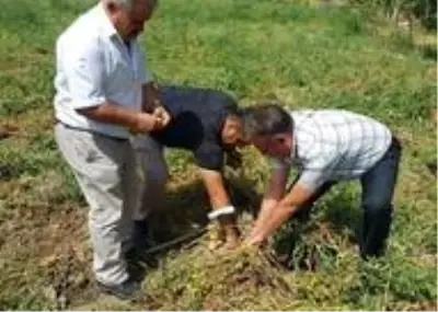 Çorum'da patates hasadı başladı Çorum'da patates hasadı başladı