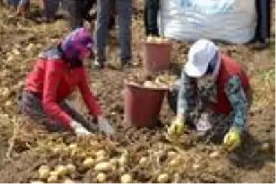 Çorum'da patates hasadı başladı Çorum'da patates hasadı başladı