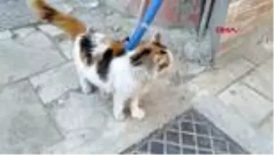 DENİZLİ Marketindeki sucuğu yiyen sokak kedisini tekmeledi DENİZLİ Marketindeki sucuğu yiyen sokak kedisini tekmeledi