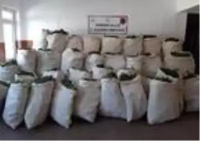 Son Dakika: Diyarbakır'da 1 milyon 119 bin kök kenevir ele geçirildi Son Dakika: Diyarbakır'da 1 milyon 119 bin kök kenevir ele geçirildi