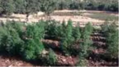 Son Dakika: Diyarbakır'da 1 milyon 119 bin kök kenevir ele geçirildi Son Dakika: Diyarbakır'da 1 milyon 119 bin kök kenevir ele geçirildi