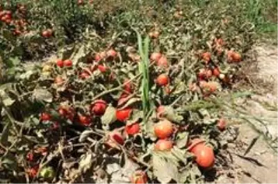 Domatesi virüs vurdu, tonlarca mahsül kurudu Domatesi virüs vurdu, tonlarca mahsül kurudu