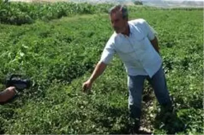Domatesi virüs vurdu, tonlarca mahsül kurudu Domatesi virüs vurdu, tonlarca mahsül kurudu