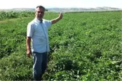 Domatesi virüs vurdu, tonlarca mahsül kurudu Domatesi virüs vurdu, tonlarca mahsül kurudu