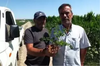 Domatesi virüs vurdu, tonlarca mahsül kurudu Domatesi virüs vurdu, tonlarca mahsül kurudu