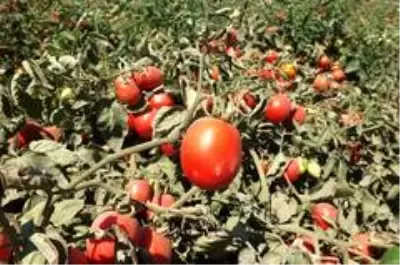 Domatesi virüs vurdu, tonlarca mahsül kurudu Domatesi virüs vurdu, tonlarca mahsül kurudu