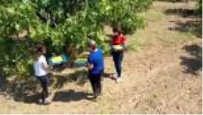 Germencik'te incirin pazarlanması için belediye devreye girdi Germencik'te incirin pazarlanması için belediye devreye girdi