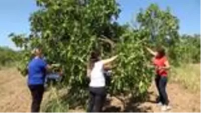 Germencik'te incirin pazarlanması için belediye devreye girdi