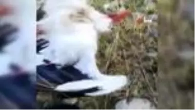 Son dakika haberleri! Göç yolundaki leylekleri vurdular Son dakika haberleri! Göç yolundaki leylekleri vurdular