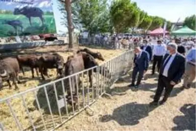 İzmir'de 22 üreticiye 73 manda hibe edildi İzmir'de 22 üreticiye 73 manda hibe edildi