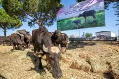 İzmir'de 22 üreticiye 73 manda hibe edildi İzmir'de 22 üreticiye 73 manda hibe edildi