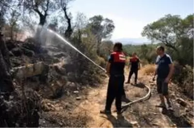 Son dakika haberi! Milas'ta zeytinlik arazideki yangın ...