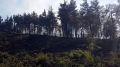 Son dakika haber | Sakarya'da ormanlık alanda yangın Son dakika haber | Sakarya'da ormanlık alanda yangın