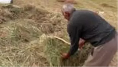 Şırnak'ta saman hasadı başladı Şırnak'ta saman hasadı başladı