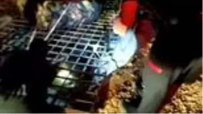Son dakika... Sulama kanalına düşen köpeği itfaiye kurtardı Son dakika... Sulama kanalına düşen köpeği itfaiye kurtardı