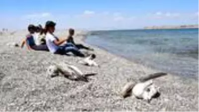 Van'daki martı ölümleri vatandaşları tedirgin ediyor Van'daki martı ölümleri vatandaşları tedirgin ediyor