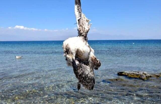 Van'daki martı ölümleri vatandaşları tedirgin ediyor Van'daki martı ölümleri vatandaşları tedirgin ediyor