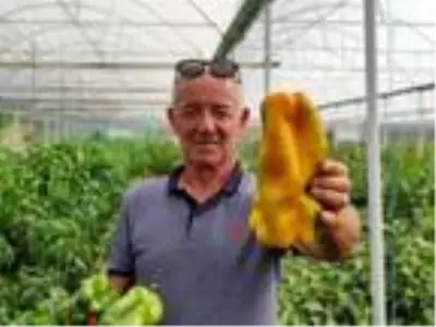 1 kilo ağırlığındaki dev dolmalık biberlerine alıcı bulamıyor 1 kilo ağırlığındaki dev dolmalık biberlerine alıcı bulamıyor