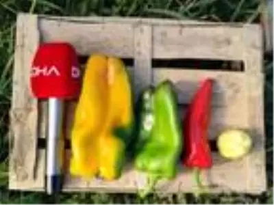 1 kilo ağırlığındaki dev dolmalık biberlerine alıcı bulamıyor 1 kilo ağırlığındaki dev dolmalık biberlerine alıcı bulamıyor
