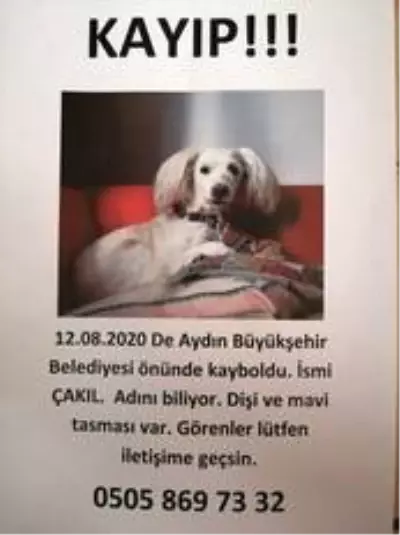 12 yıllık can dostunu bulana ödül verilecek 12 yıllık can dostunu bulana ödül verilecek