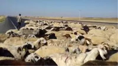 50 derece sıcaklıkta çalışan çobanların zorlu mücadelesi 50 derece sıcaklıkta çalışan çobanların zorlu mücadelesi