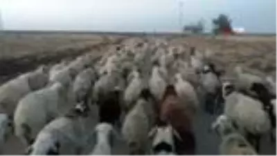 50 derece sıcaklıkta çalışan çobanların zorlu mücadelesi