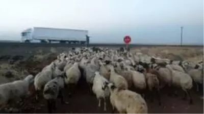 50 derece sıcaklıkta çalışan çobanların zorlu mücadelesi 50 derece sıcaklıkta çalışan çobanların zorlu mücadelesi