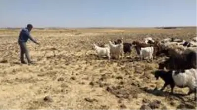 50 derece sıcaklıkta çalışan çobanların zorlu mücadelesi 50 derece sıcaklıkta çalışan çobanların zorlu mücadelesi