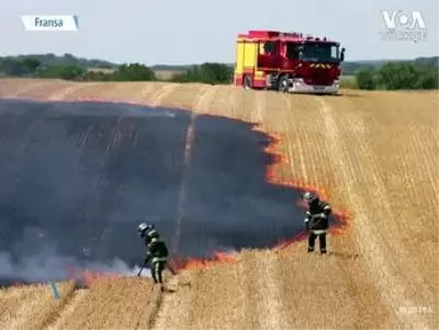 Aşırı Sıcak Hava Dalgası ve Kuraklık Fransız Çiftçileri Vurdu Aşırı Sıcak Hava Dalgası ve Kuraklık Fransız Çiftçileri Vurdu