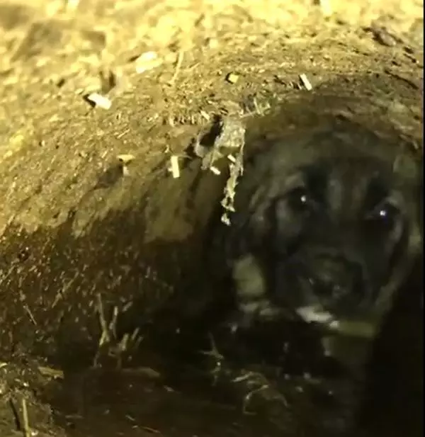 Atık su borusuna sıkışan yavru köpek kurtarıldı Haber