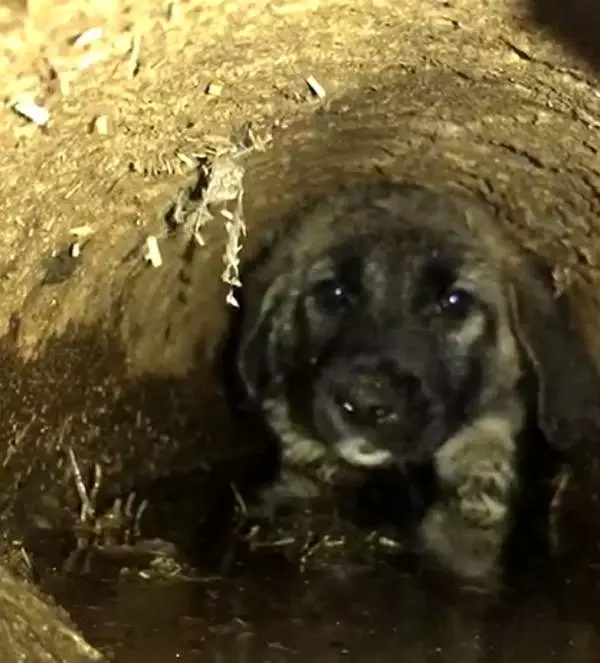 Atık su borusuna sıkışan yavru köpek kurtarıldı Haber