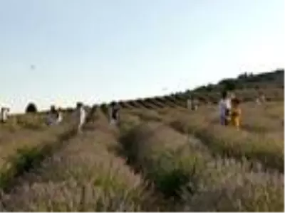Burdur'da 'Lavanta Deresi'ne yoğun ilgi Burdur'da 'Lavanta Deresi'ne yoğun ilgi