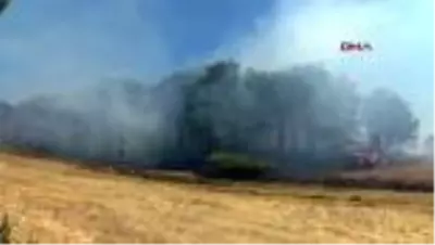 Son dakika haber... ÇANAKKALE Çanakkale'de orman yangını, 30 kovan kül oldu Son dakika haber... ÇANAKKALE Çanakkale'de orman yangını, 30 kovan kül oldu