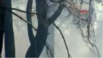 Son dakika haber... ÇANAKKALE Çanakkale'de orman yangını, 30 kovan kül oldu Son dakika haber... ÇANAKKALE Çanakkale'de orman yangını, 30 kovan kül oldu