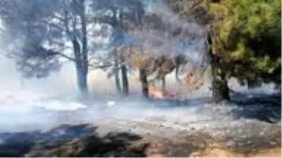 Son dakika haberleri! Çanakkale'de orman yangını Son dakika haberleri! Çanakkale'de orman yangını